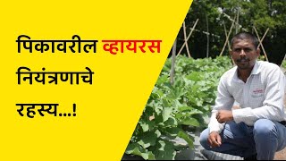 How can we control plant viruses [upl. by Summer]