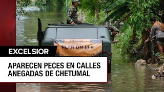 Chetumal padece una de las peores inundaciones en los últimos años [upl. by Ryder]