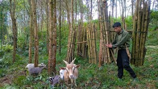 Reclaiming digging ponds to release fish Going to the forest to get firewood  Days 30 [upl. by Haldas]