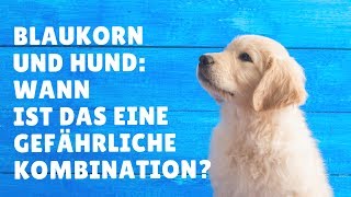 Rasendünger Hund Wann ist Rasendünger für Hunde lebensgefährlich [upl. by Noloc848]