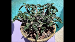 Euphorbia decaryi Rare species from Madagascar  Episode 50 [upl. by Zoba705]