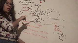 Circulación Enterohepática y Patología Asociada Fisiología Gastrointestinal [upl. by Traweek]