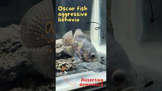 My Oscar fish aggressive behaviour oscarfishaquarium oscarfish oscarfishlover babyoscar [upl. by Keri]