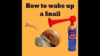 How to wake up a snail [upl. by Monreal371]