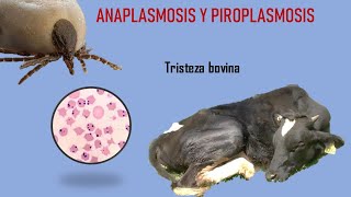 ANAPLASMOSIS Y PIROPLASMOSIS BOVINA TRISTEZA BOVINA [upl. by Nolasba468]