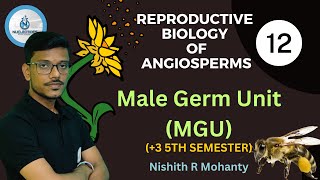 Reproductive Biology Of Angiosperms  Male Gamet Unit MGU  3 5th semester DSC Paper 11 [upl. by Colet]