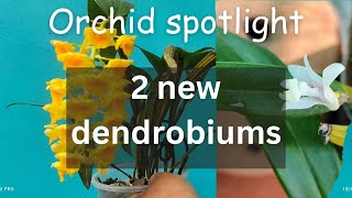 Orchid spotlight  2 new dendrobiums orchid dendrobium [upl. by Tirreg]