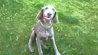 Langhaar Weimaraner Watson bellt [upl. by Marcell]