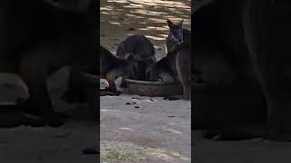 Adorable Wallabies Enjoying a Meal [upl. by Yalc312]