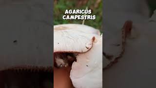 Agaricus campestris shorts [upl. by Revell]