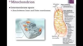 106Mitochondrial Transport [upl. by Ilsel]