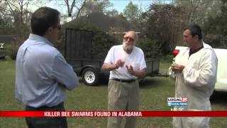 Killer Bee Swarms Found in Alabama [upl. by Aihselat]