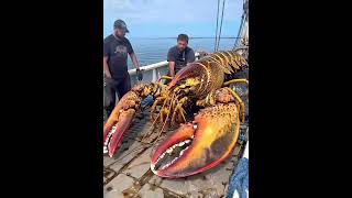 Giant Sea Monsters Caught by Fishermen 🐙🎣GiantSeaCreatures FishingDiscoveries OceanMysteries [upl. by Elleraj944]