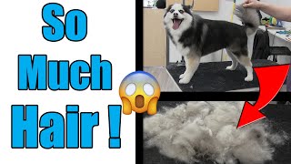 Full Coat Pomeranian Husky Deshedding  Pomsky Grooming Tutorial [upl. by Zap]