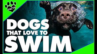 Top 10 WaterLoving Dog Breeds Perfect for Swimming  Dogs 101 [upl. by Enohpesrep]