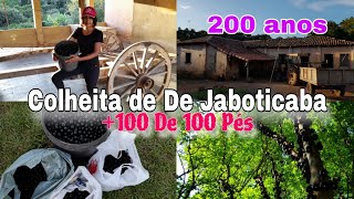 Jaboticaba em AbundânciaFazenda de 200 Anos Reúne Mais de 100 Pés para Colheitajardinsjaboticaba [upl. by Tepper650]