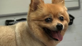 Grooming Guide  Pomeranian PetClipped Trim  Pro Groomer [upl. by Oicirtap]