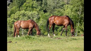 Propriété équestre Pompadour berceau de la race angloarabe [upl. by Aldin]