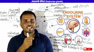 Endocrine Glands  अंतस्त्रावी ग्रंथियां  endocrine glands and their hormones  lecture 2 [upl. by Minne]