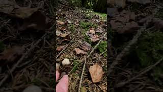 Une nouvelle poussée de cèpes en vue  cepes champignons cèpes [upl. by Niwre]