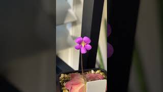 Pinguicula x ‘Johanna’ flower 😍 pinguicula carnivorousplants exoticplants butterwort [upl. by Ilwain]