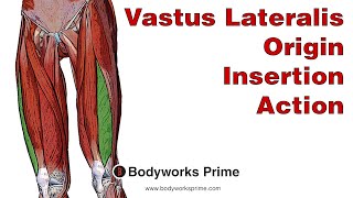 Vastus Lateralis Anatomy Origin Insertion amp Action [upl. by Novel8]