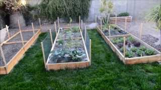 Raised Garden Beds  Vegetable Garden in Phoenix Arizona [upl. by Bradlee]