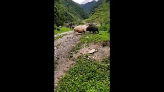 Wild boar and domestic pig fight shorts [upl. by Annawad]