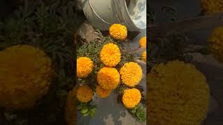 Hydroponic  Marigold  and strawberry  plant in coco coir [upl. by Aramenta]