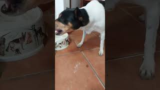 Perro Ratonero Bodeguero Andaluz saca con su boca el pienso del plato y se lo come fuera [upl. by Soni590]