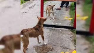 🐕 Dog reaction against mirror 😲😲🪞 kidstvsongs [upl. by Orapma]