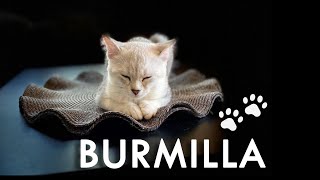 Burmilla Cat Breed  The Silver Cat [upl. by Erickson]