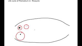 Plasmodium vivax Part  4 for neet Life cycle of Plasmodium in Mosquito by Srikanth sir [upl. by Aissela753]