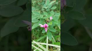 FLOR DA LESPEDEZA BICOLOR shorts flores jardim [upl. by Arateehc]