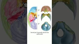 Anatomie de la base du carne anatomy medecine science anatomie medicalstudent skull crane [upl. by Atalee]