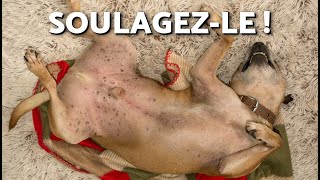 8 REMÈDES pour SOULAGER LESTOMAC dun CHIEN 🐕💨 Donnezlui ça [upl. by Onailimixam490]