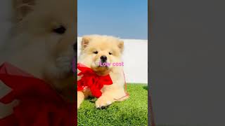 Chow chow puppy for sale6302380978 [upl. by Mensch]