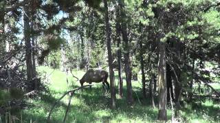 Elk grazing in Yellowstone National Park [upl. by Irmo]