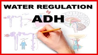 Water Regulation by Antidiuretic Hormone ADH [upl. by Norty]