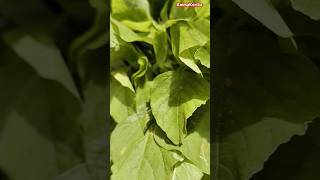 Health benefits of eating green leafy vegetables  DrManthena satyanarayana garu trendingshorts [upl. by Silsbye]