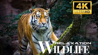 Jungle Wildlife Adventure  Real Wildlife animals wildlife [upl. by Kriss]