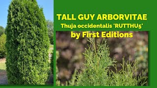 TALL GUY ARBORVITAE  Thuja occidentalis RUTTHU5 by First Editions [upl. by Abeh]