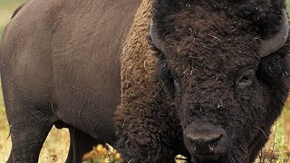 Plains Bison Sound Effects [upl. by Paley432]