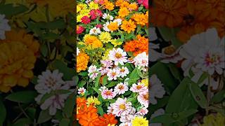 Dwarf Zinnia zinnia flowers organicgarden rose ytshorts shortvideo [upl. by Anaud]