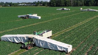 How American Farmers Harvest Thousands Of Tons Of Agricultural Products  American Farming [upl. by Mallory]