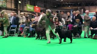 CRUFTS’19 Flatcoated Retriever Dog CC [upl. by Rosamond]