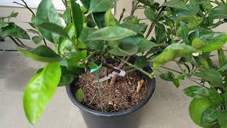 Monopotassium Phosphate MKP Really Promotes More Blooms and Fruits on Citrus Trees 磷酸二氢钾对柑橘树促花增果 [upl. by Akinet202]