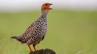 Painted francolin Francolinus pictus calling from a tree [upl. by Ressan]