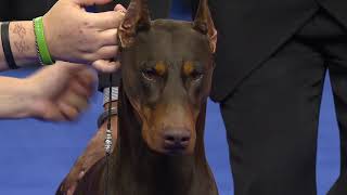 Doberman Pinscher 2018 National Dog Show Working Group [upl. by Drandell]