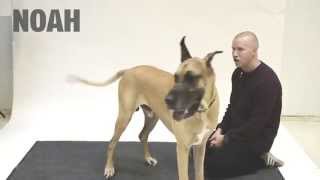 How Dogs react to Human Barking [upl. by Fabian]